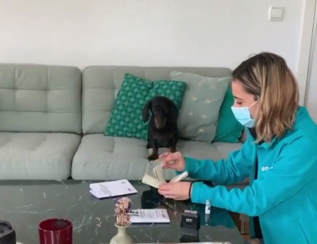 Vacuna gato y perro a domicilio - veterinario a domicilio Madrid