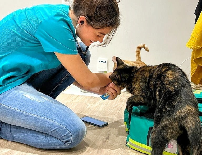 Veterinario gatos Madrid - Vet2go veterinario a domicilio